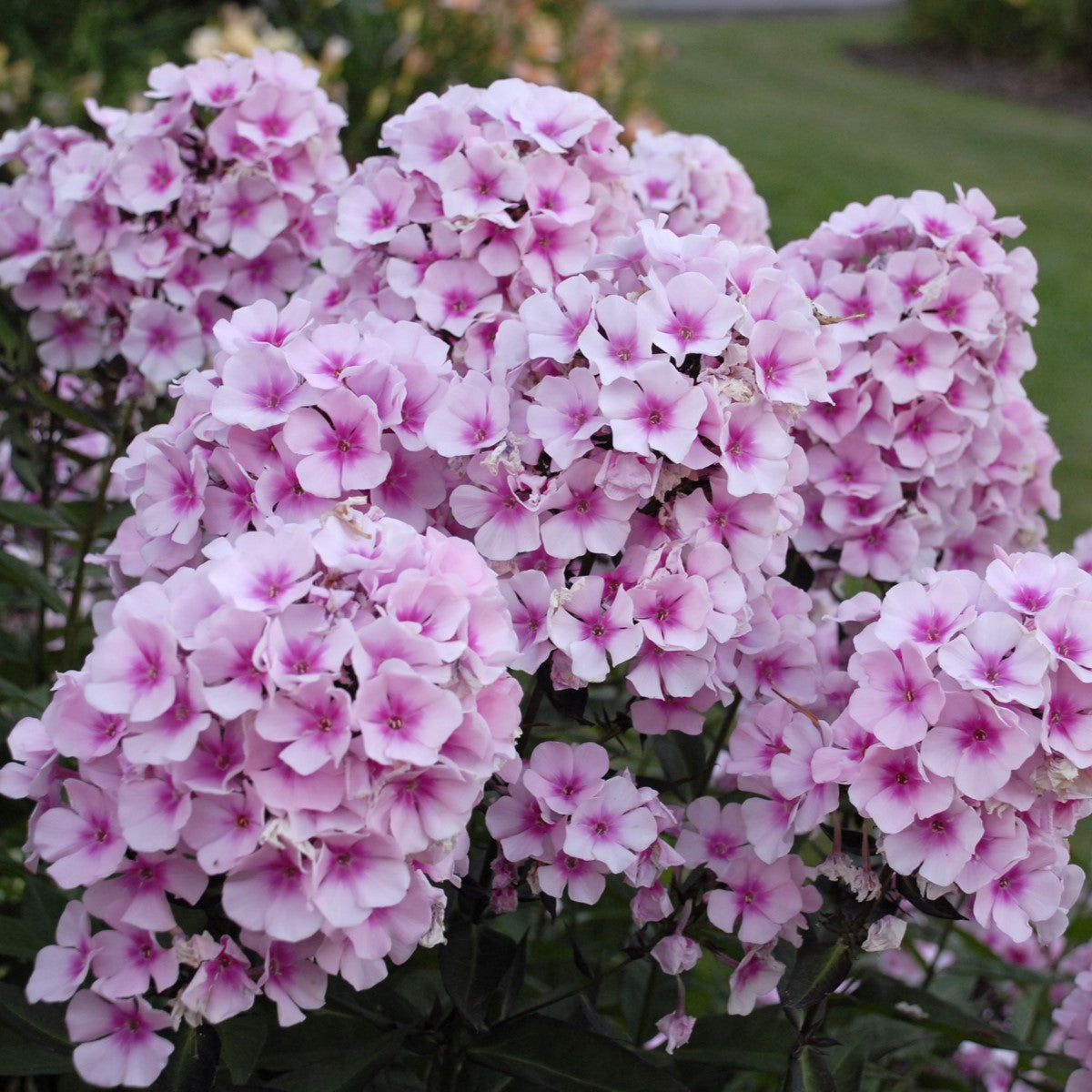 Garden Phlox 'Bright Eyes'