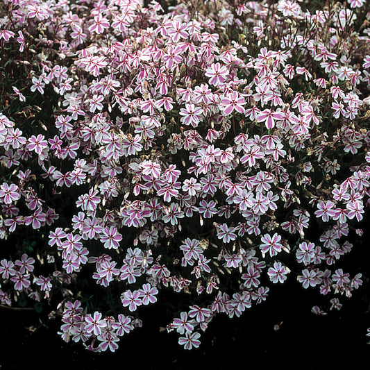 Creeping Phlox