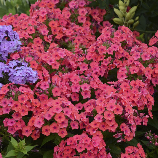 Phlox Garden Phlox 'Flame Coral' Garden