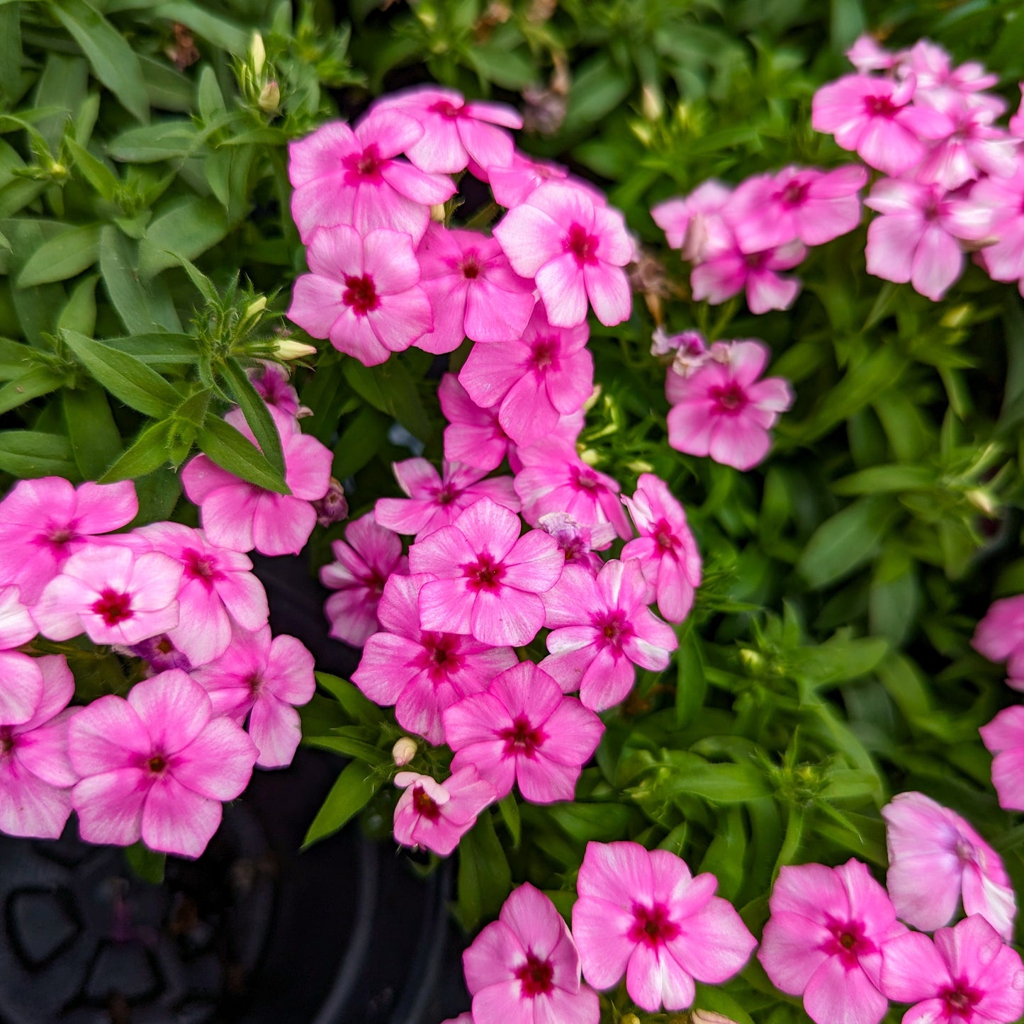 Phlox 'Gisele®'