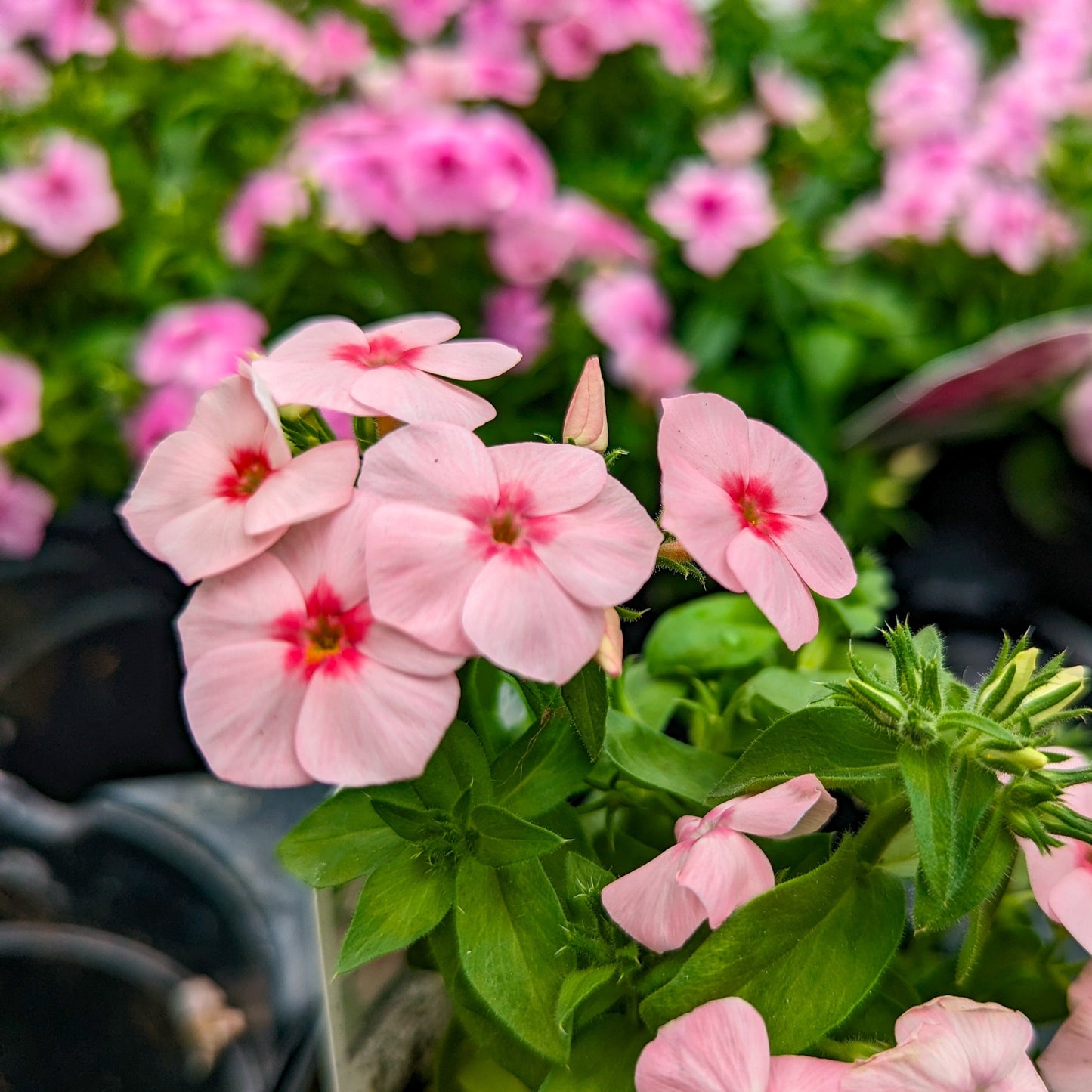 Phlox 'Gisele®'