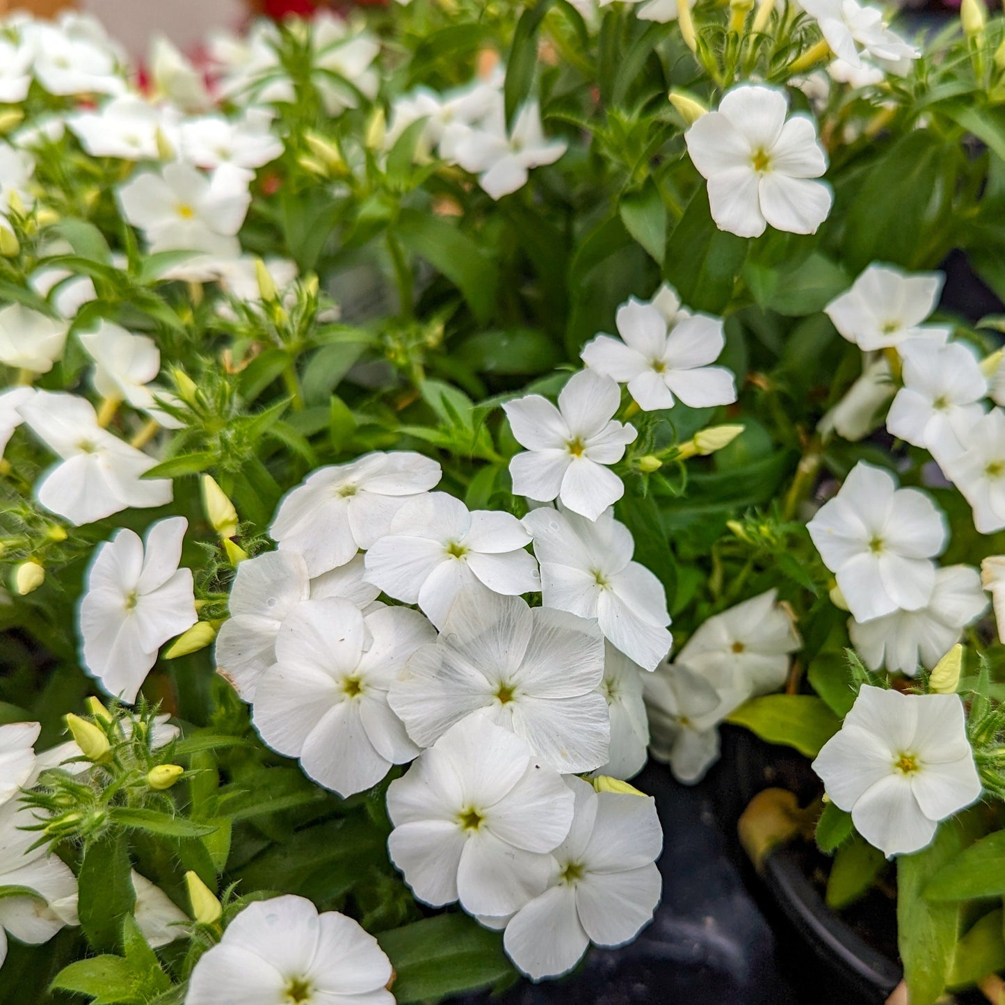 Phlox 'Gisele®'