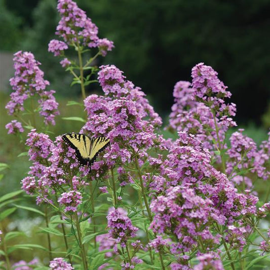 Garden Phlox 'Jeana'