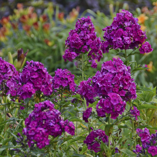 Garden Phlox 'Nicky'