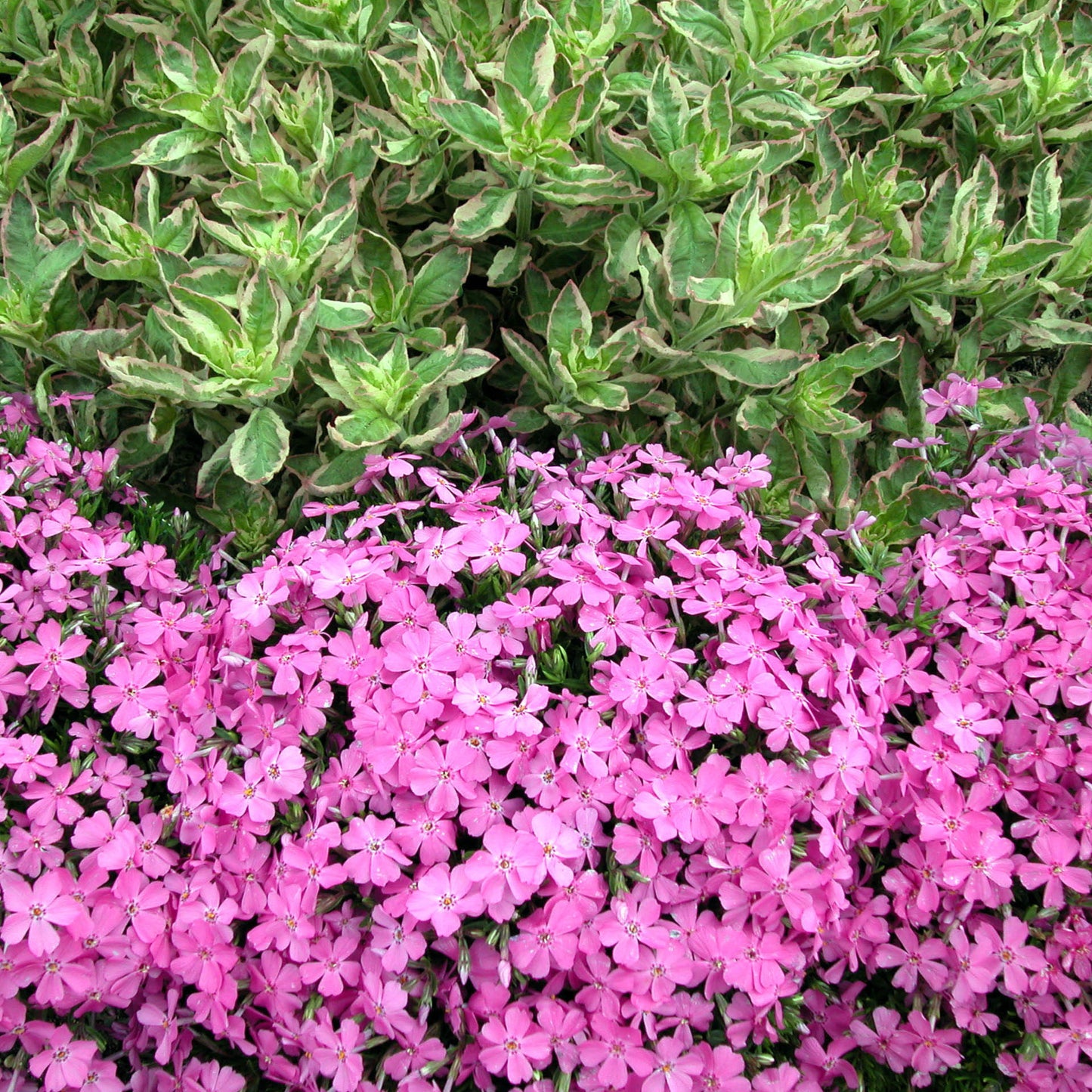 Moss Phlox 'Emerald' Series