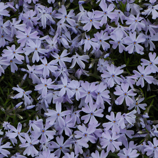 Moss Phlox 'Emerald' Series