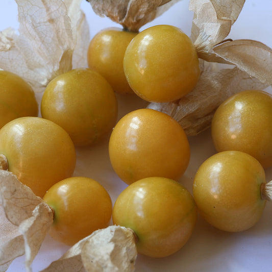 Ground Cherry