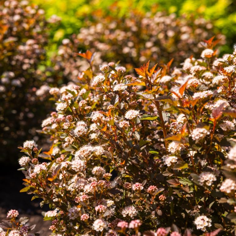 Ninebark 'Calico Kitty'