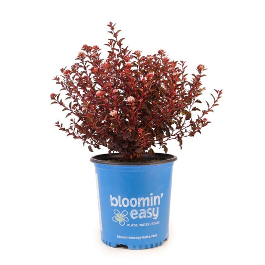 Ninebark 'Calico Kitty'