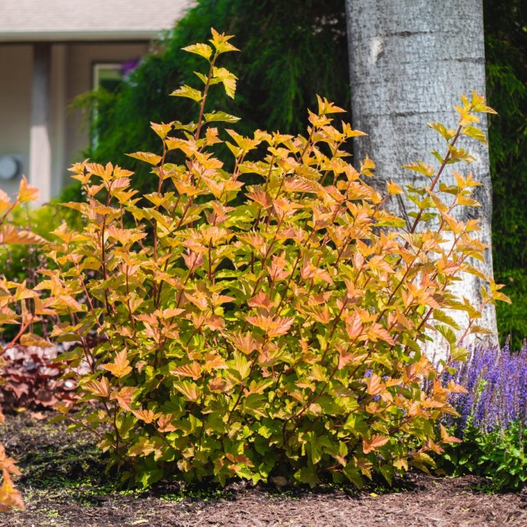 Ninebark 'Savannah Sunset'