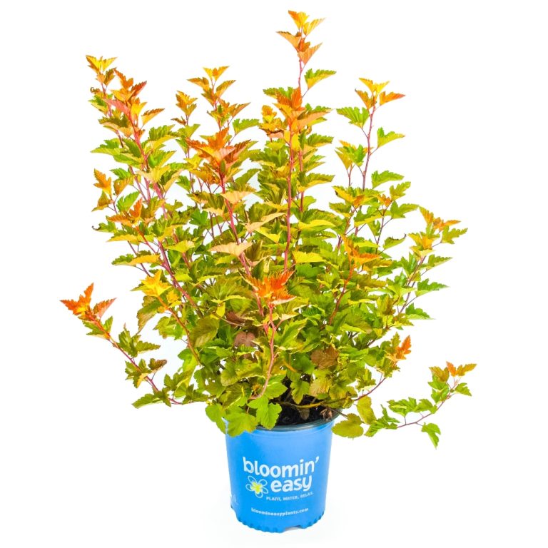 Ninebark 'Savannah Sunset'