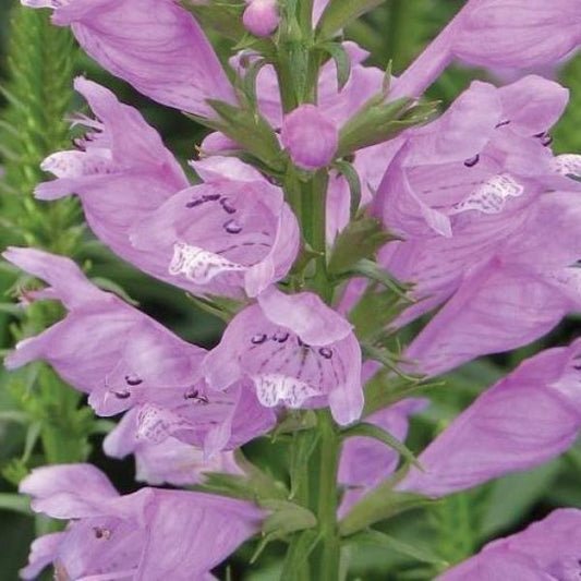Obedient Plant 'Vivid'