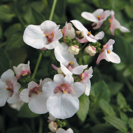 Diascia 'Piccadilly™'