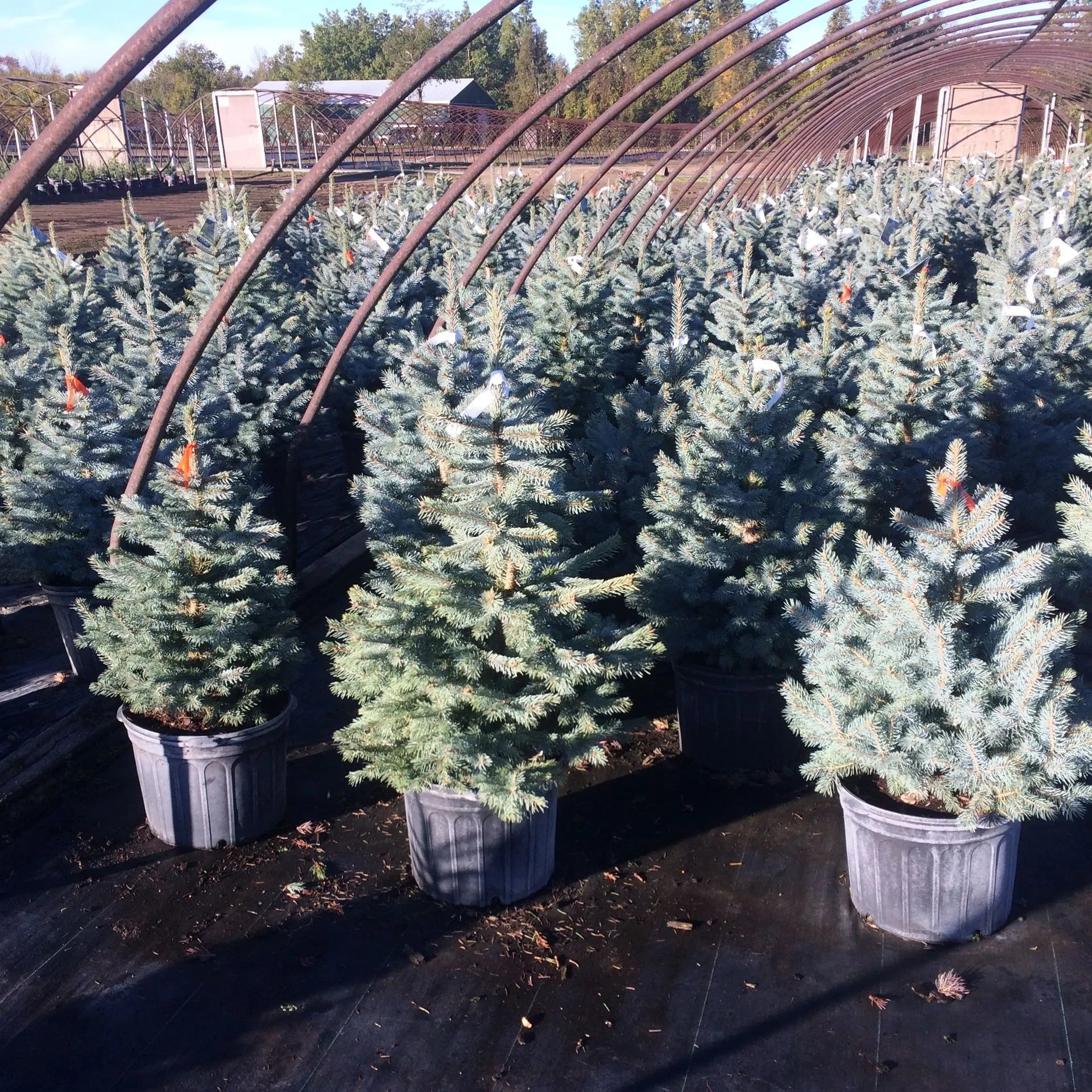 Spruce 'Baby Blue'