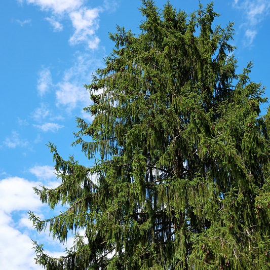Spruce 'Norway'