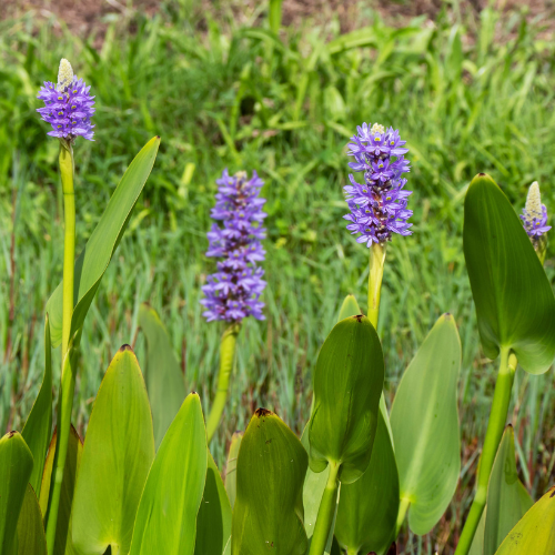 Pickerel Rush 'Royal Blue'