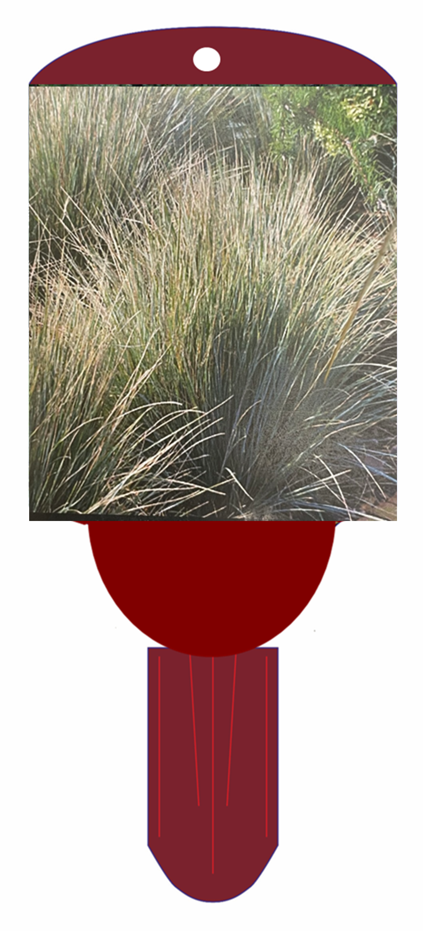 Grass 'Blue Oat'