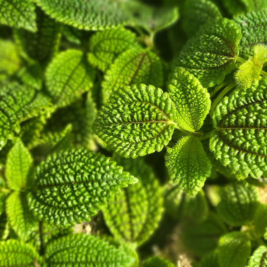 Pilea 'Friendship'