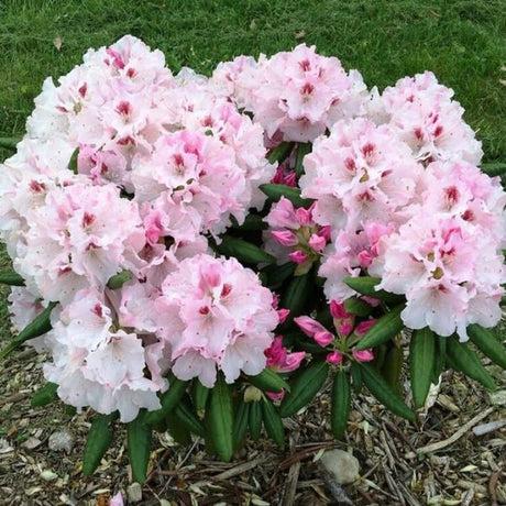 Rhododendron 'Holden's Pink Flare'