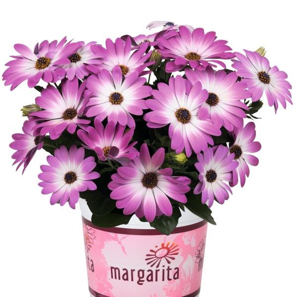 Osteospermum African Daisy
