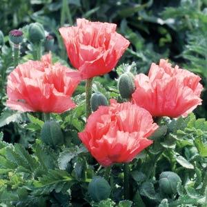 Oriental Poppy 'Pink Pearl'