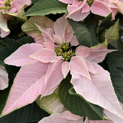 Poinsettia/Princettia