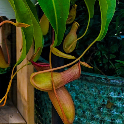 Asian Pitcher Plant