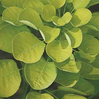 Smokebush 'Golden Spirit'