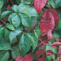 Virginia Creeper 'Engleman'
