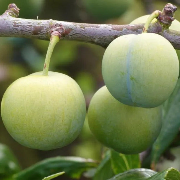 Plum 'Reine Claude'
