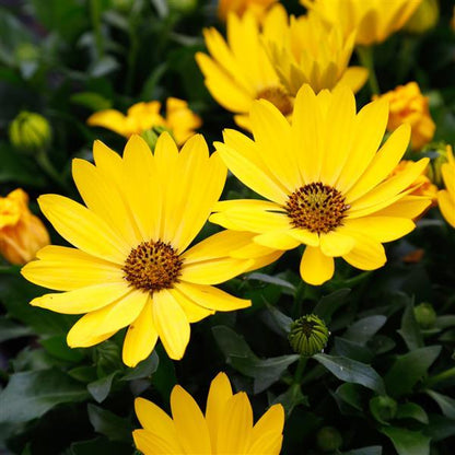 Osteospermum African Daisy 'Margarita'