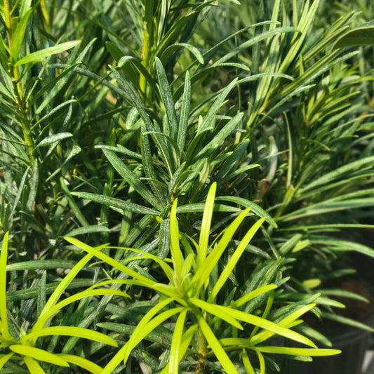 Podocarpus Maki