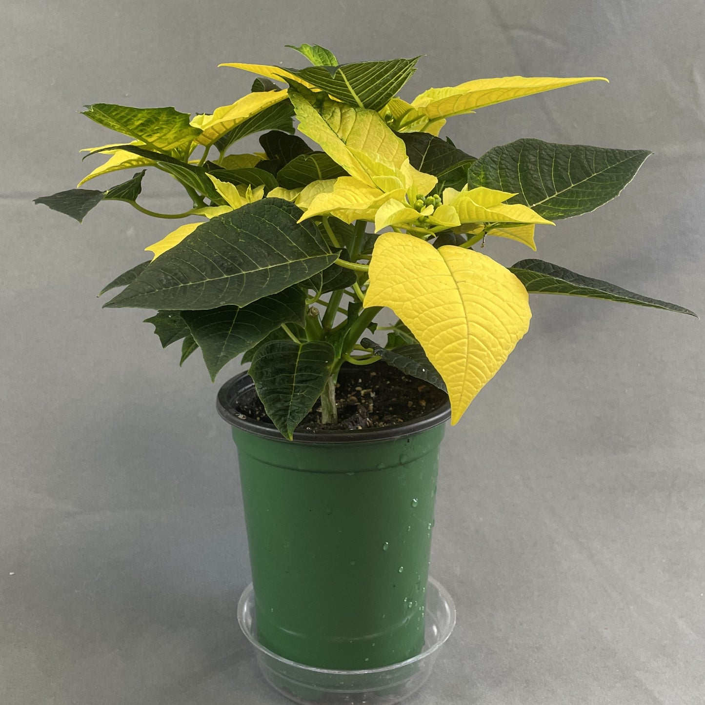 Poinsettia Dark Yellow 4.33" Pot