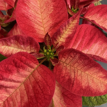 Poinsettia Deluxe 6" Pot Red & Pink