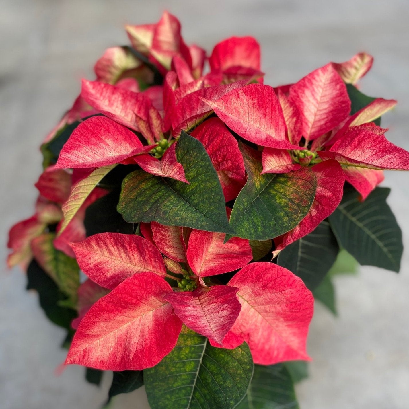 Poinsettia/Princettia