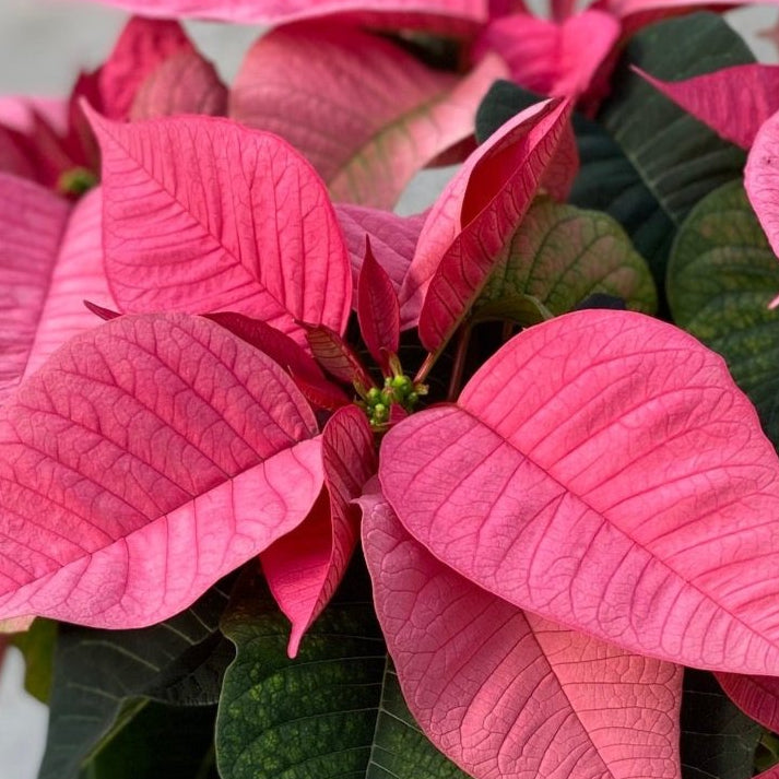 Poinsettia/Princettia