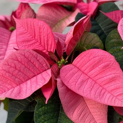 Poinsettia/Princettia