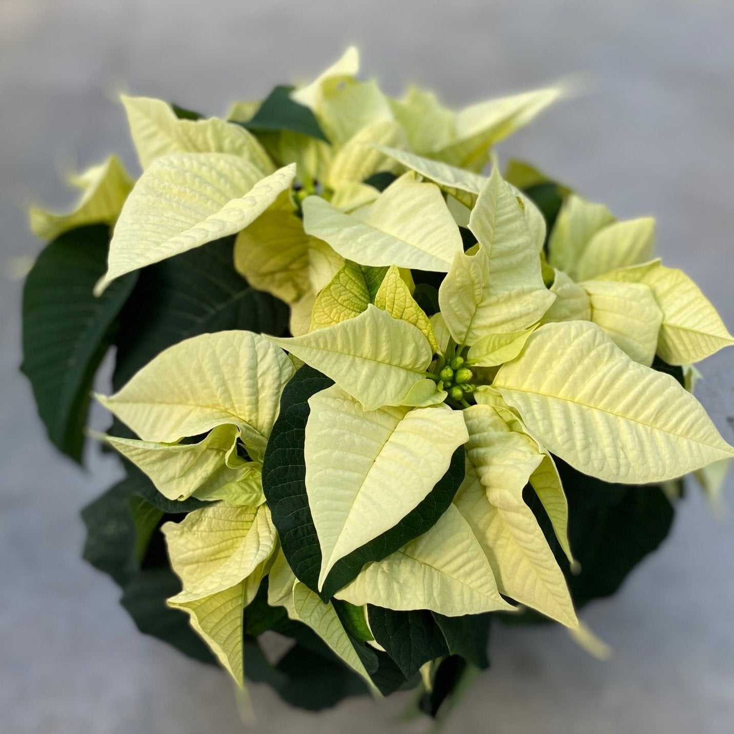 Poinsettia/Princettia