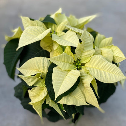 Poinsettia/Princettia
