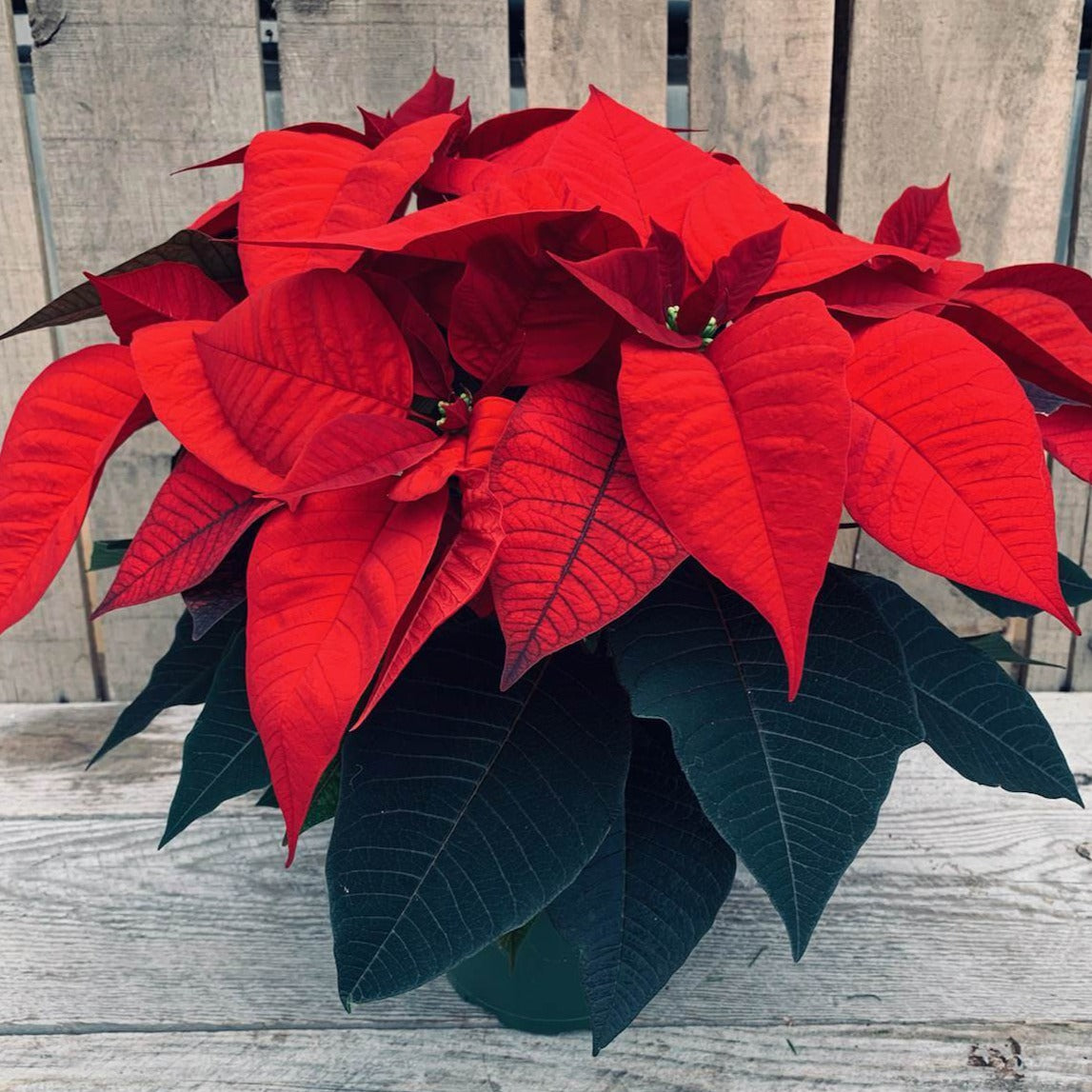 Poinsettia/Princettia