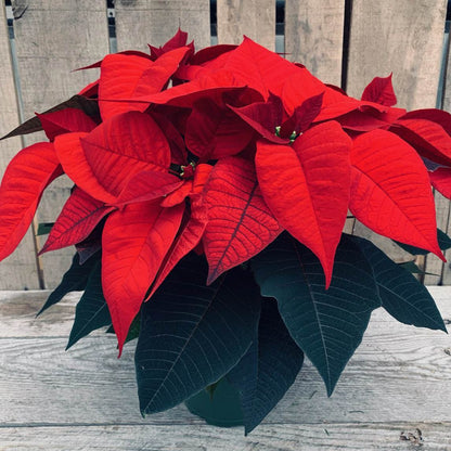 Poinsettia/Princettia