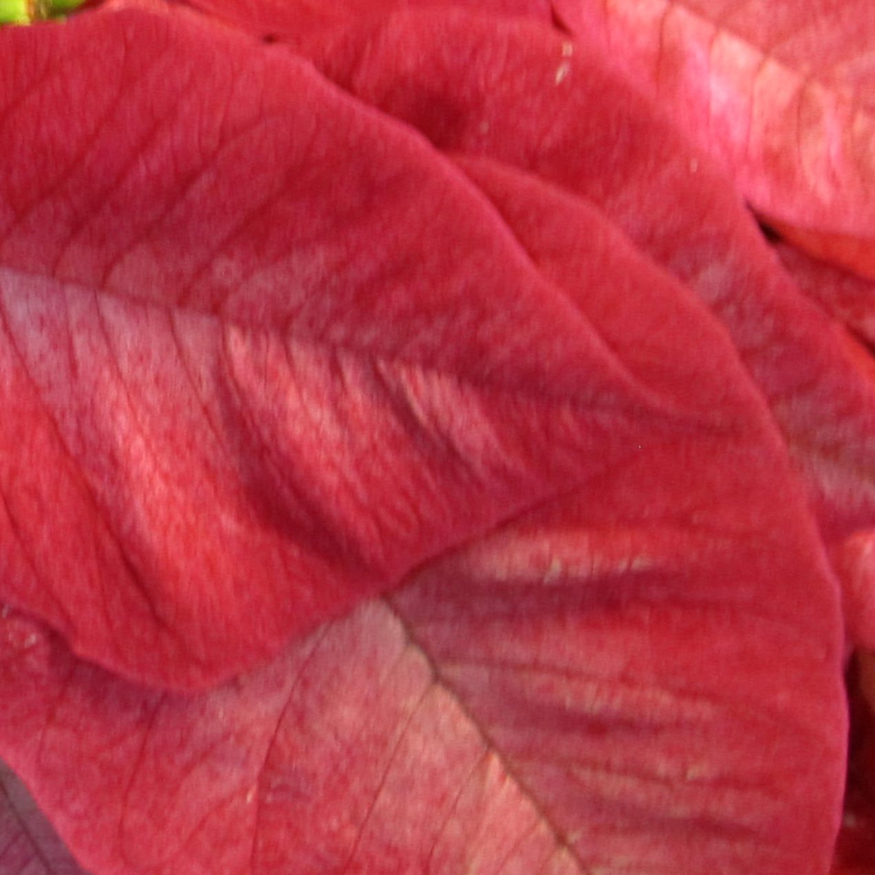 Poinsettia/Princettia