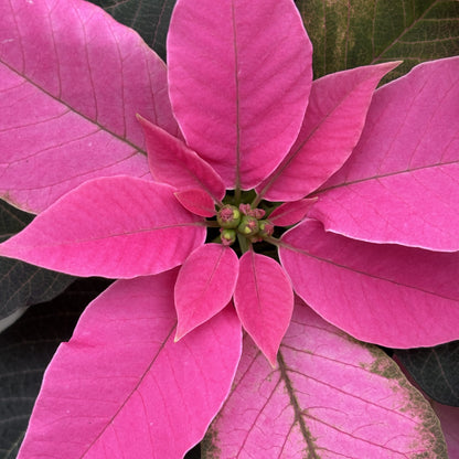 Poinsettia/Princettia