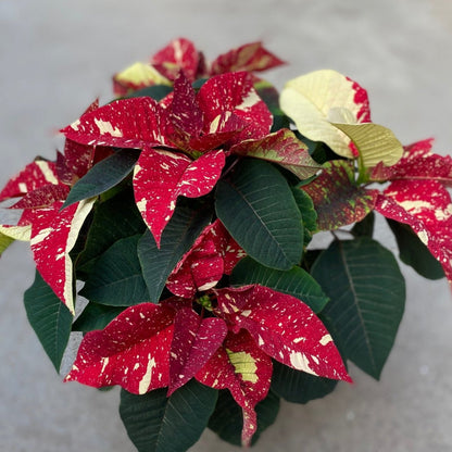 Poinsettia/Princettia