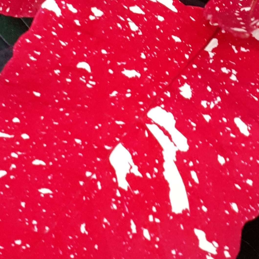 Poinsettia/Princettia