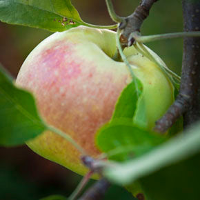 Apple 'Manitoba'
