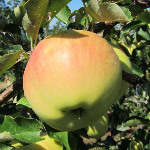 Apple ‘Ginger Gold’