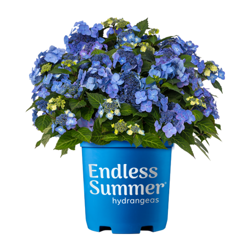 Hydrangea 'Pop Star®'