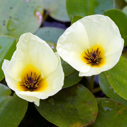 Water Poppy
