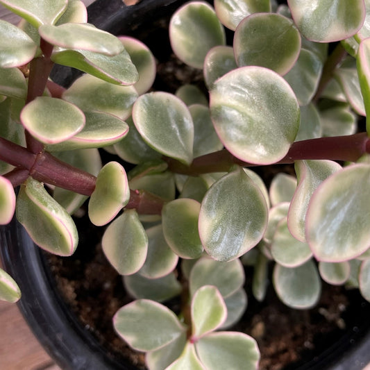 Elephant Bush
